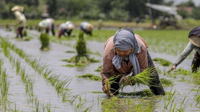 antarafoto pemerintahan prabowo gibran jamin ketersediaan pupuk bagi petani 171024 mm 3_ratio 16x9 1