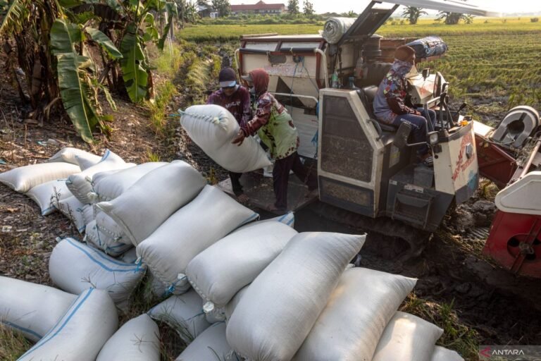 Luas-panen-padi-dan-produksi-beras-Indonesia-020625-ast-2