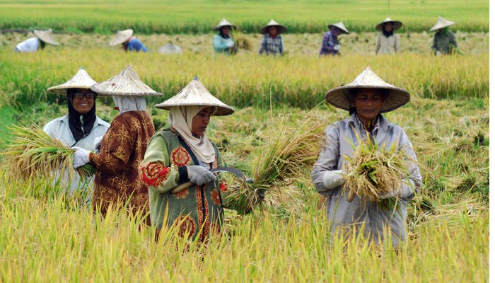 Trijaya-Sawah