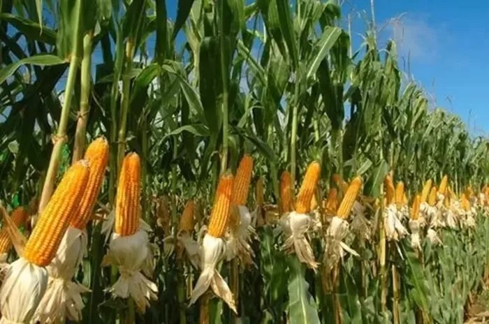 KEBUN-JAGUNG-3457900342