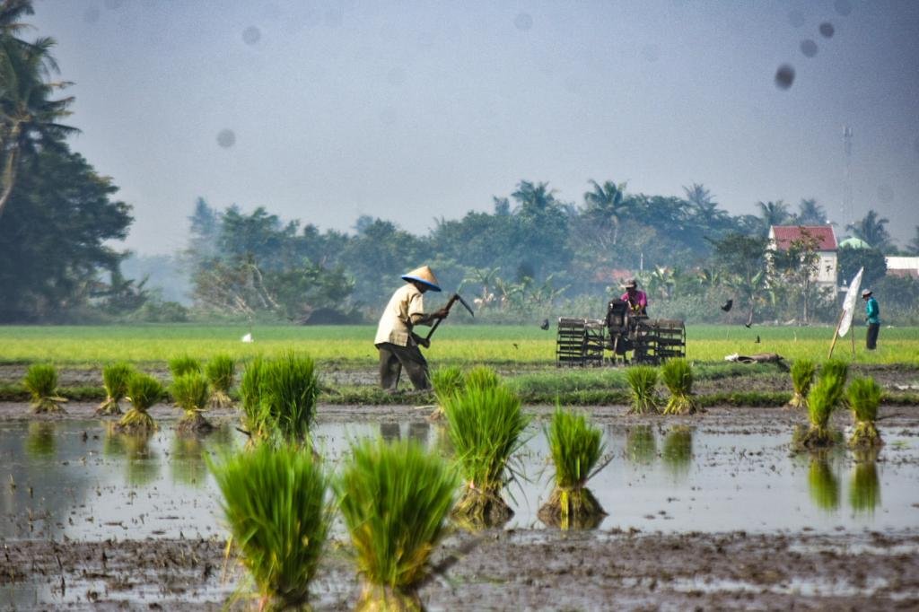 pemerintah_dorong_swasembada_pangan_68986