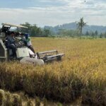 07012026-panen-padi-banyumas