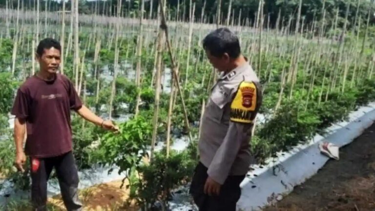 Aiptu-Yaman-Buktikan-Upaya-Swasembada-Pangan-Bisa-Diawali-dari-Pekarangan-Rumah