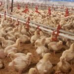 WhatsApp-Image-2020-12-02-at-11.43.10