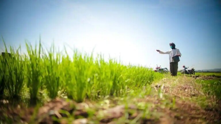 ilustasi-petani-memanen-sawah