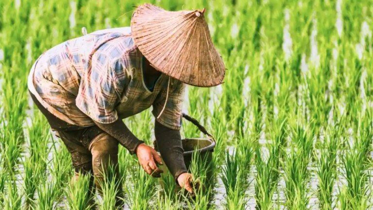 ilustrasi-petani-padi-ok