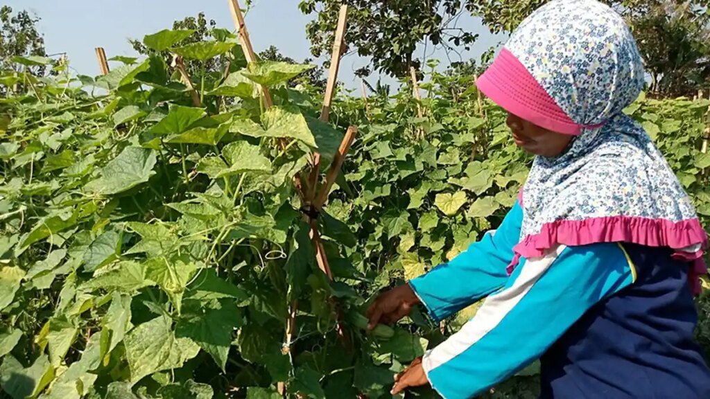 palawija_20180724_165215