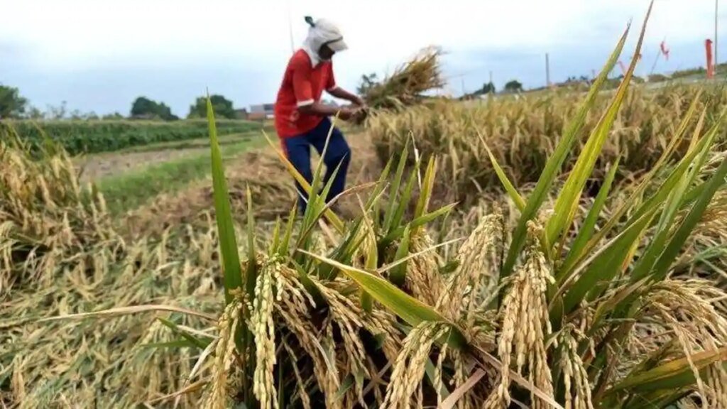 panen-padi212333