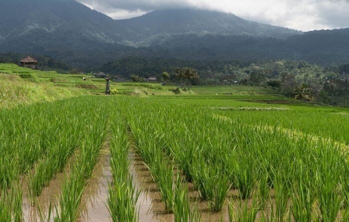 IMG-20260309-WA0023-e1773170763743