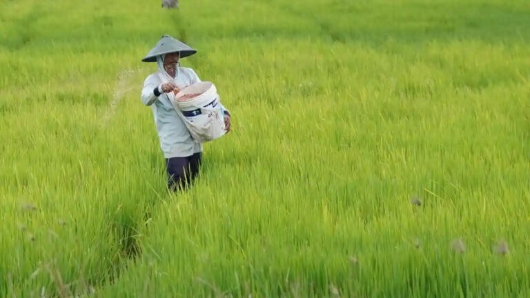 Produksi-Beras-Jan-Nov-2025-Diperkirakan-3319-Juta-Ton