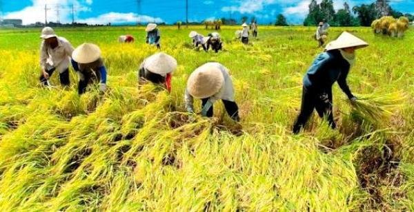 petani-hibrida