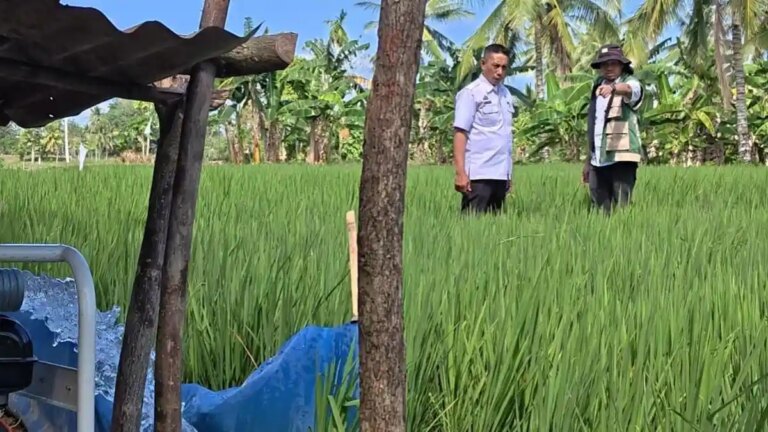 KEKERINGAN-SAWAH-Kepala-Dinas-Tanaman-Pangan-dan-Hortikultura-Pinrang-Andi-Rudi-Sinapat